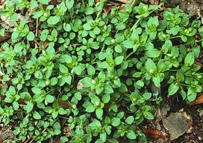 Fresh Alaskan Wild Chickweed Greens