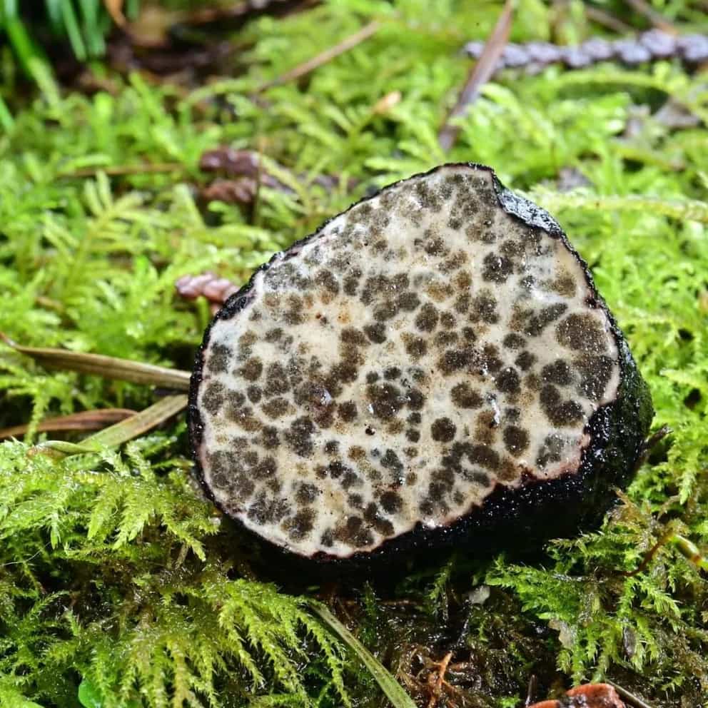 Washington Black Truffles (Leucangium Carthusianum) Extra Class Foraged