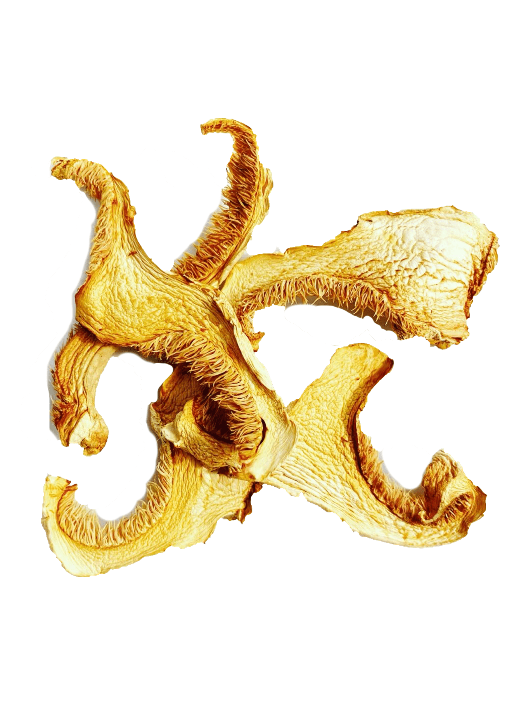 Dried Hedgehog Mushrooms