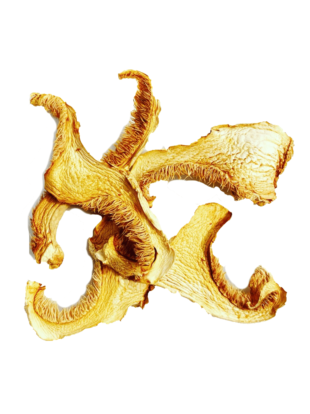 Dried Hedgehog Mushrooms Foraged