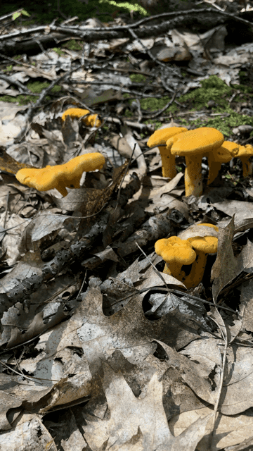 Fresh Chanterelles