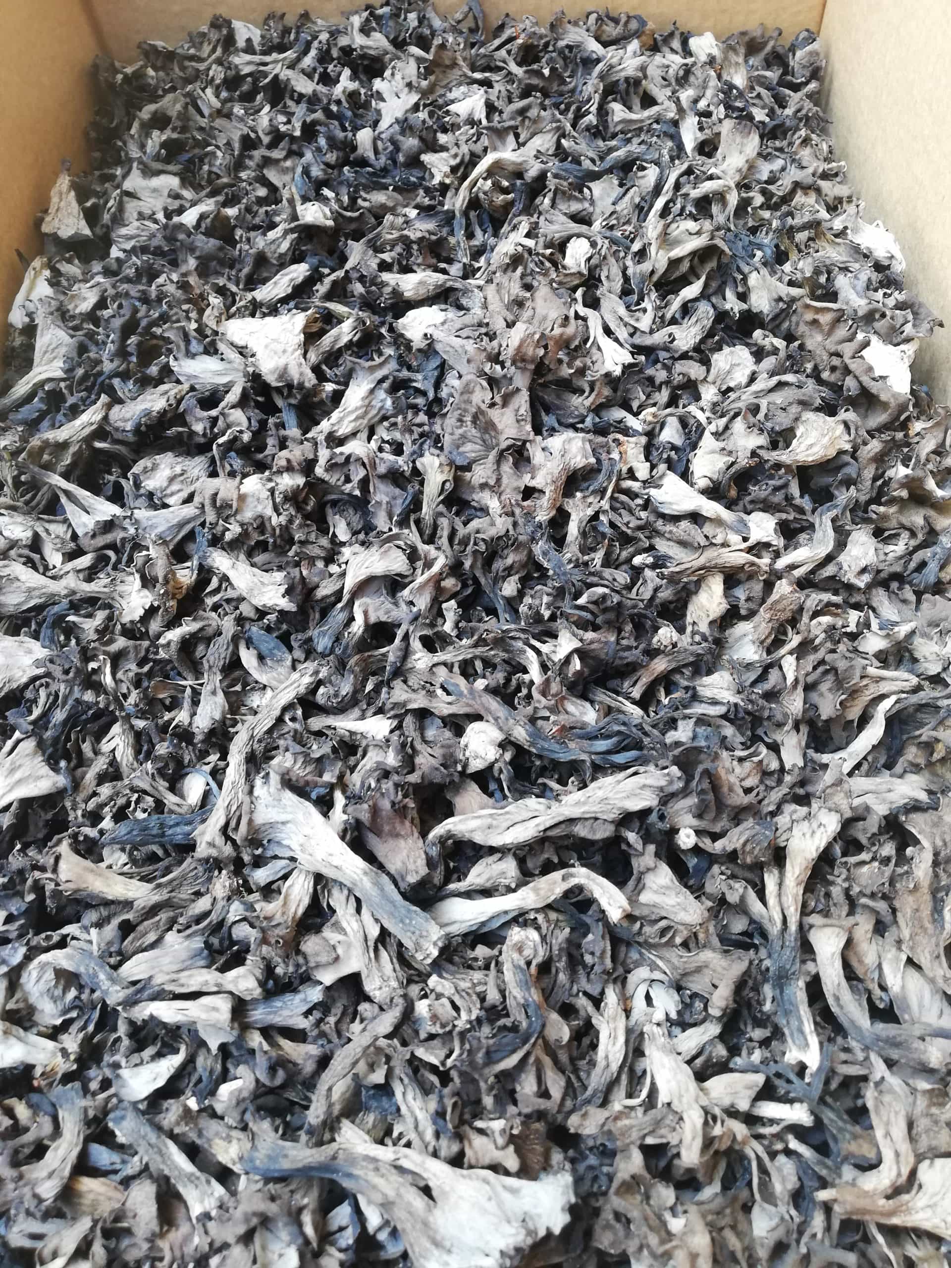Dried Craterellus cornucopiodes (Black trumpet) - First grade