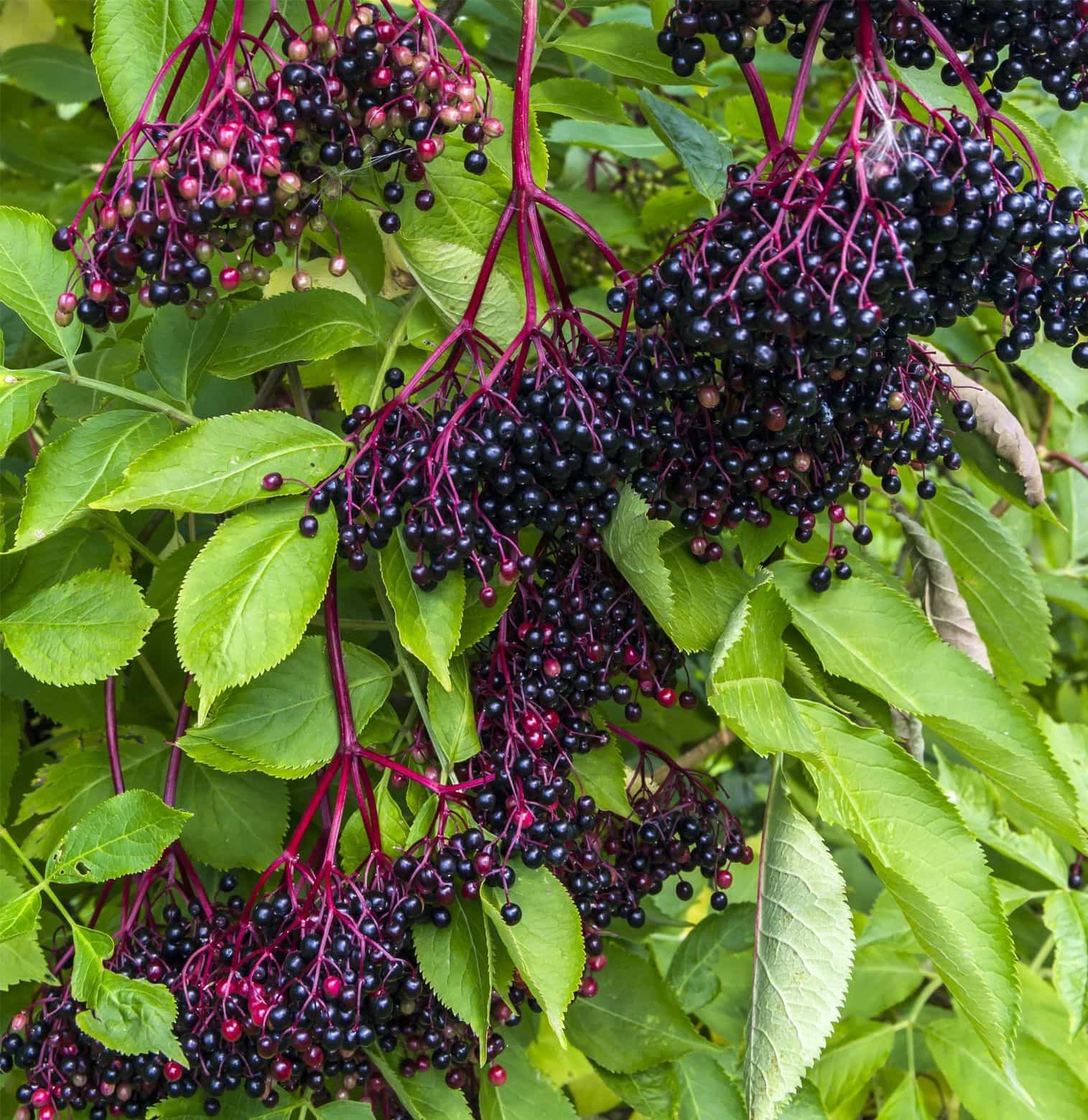 Grow your own elderberry