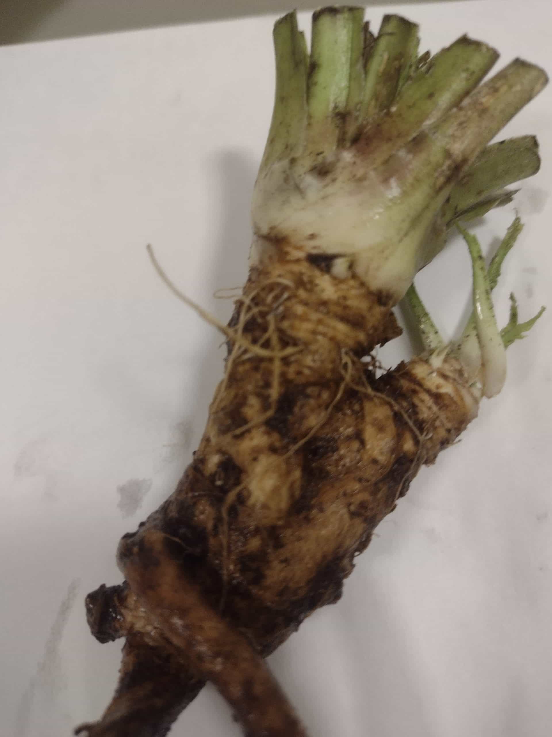 Horseradish Crowns