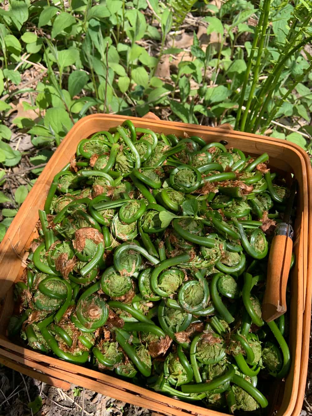 Fresh Vermont Fiddleheads Foraged