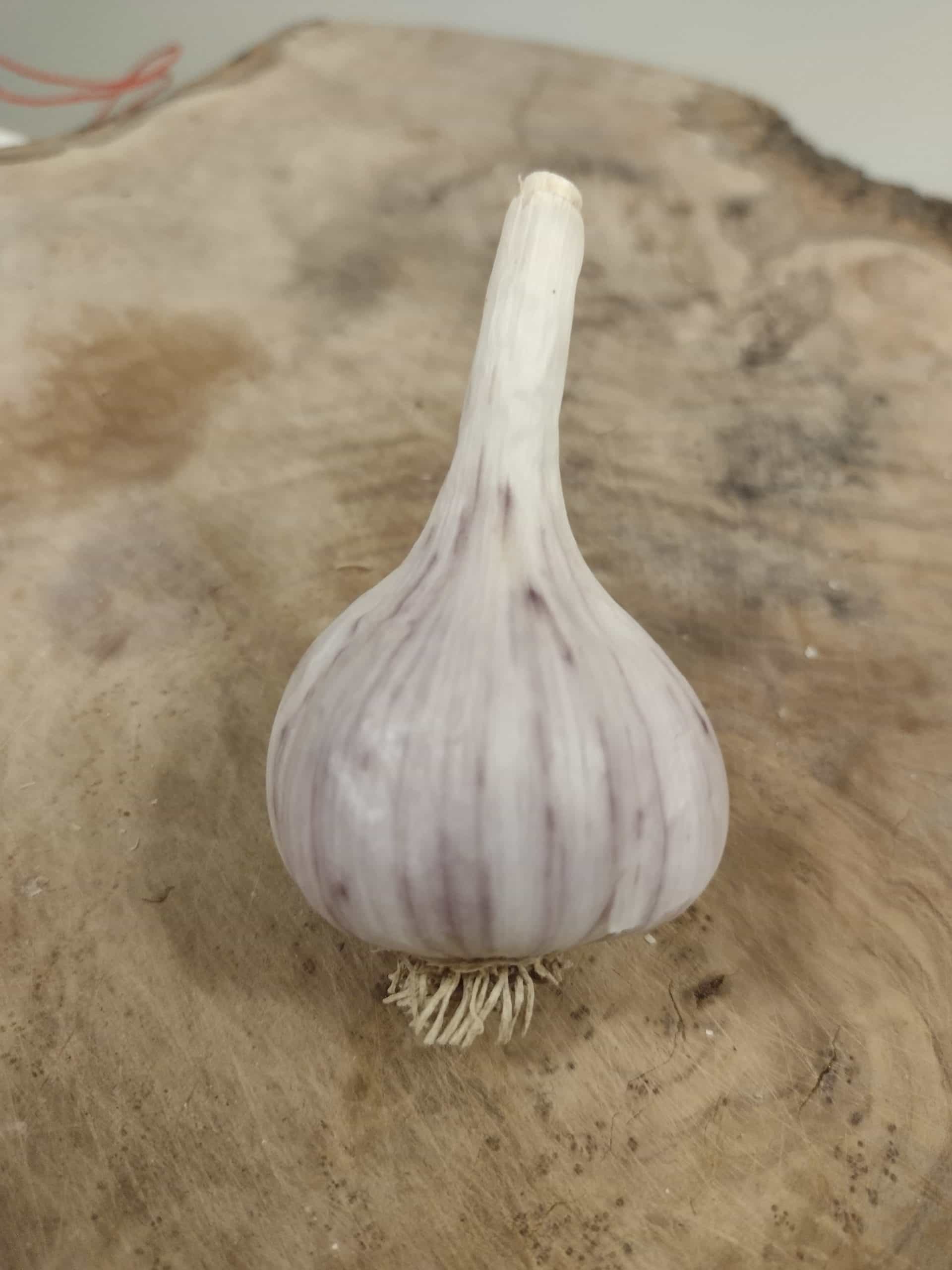 Korean Red Garlic