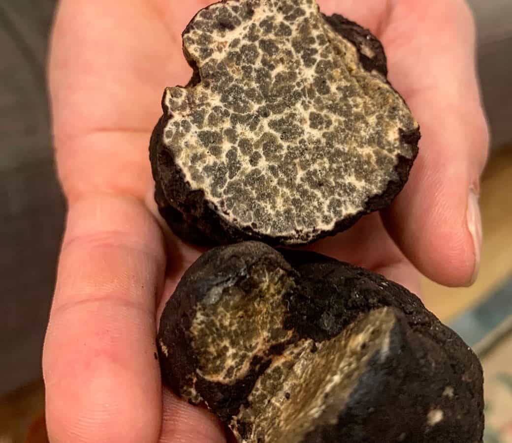 Washington Black Truffles (Leucangium Carthusianum) Extra Class Foraged