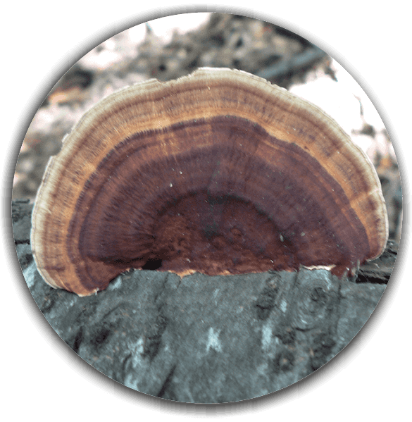 Product image #0