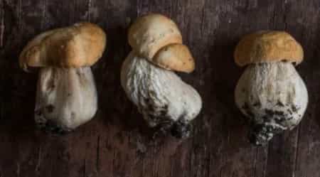 Fresh Alaskan Wild King Bolete Mushrooms Porcini Mushrooms