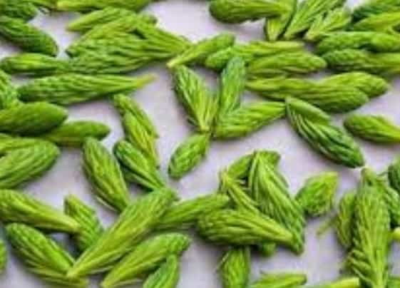 Fresh Alaskan Wild Spruce Tips