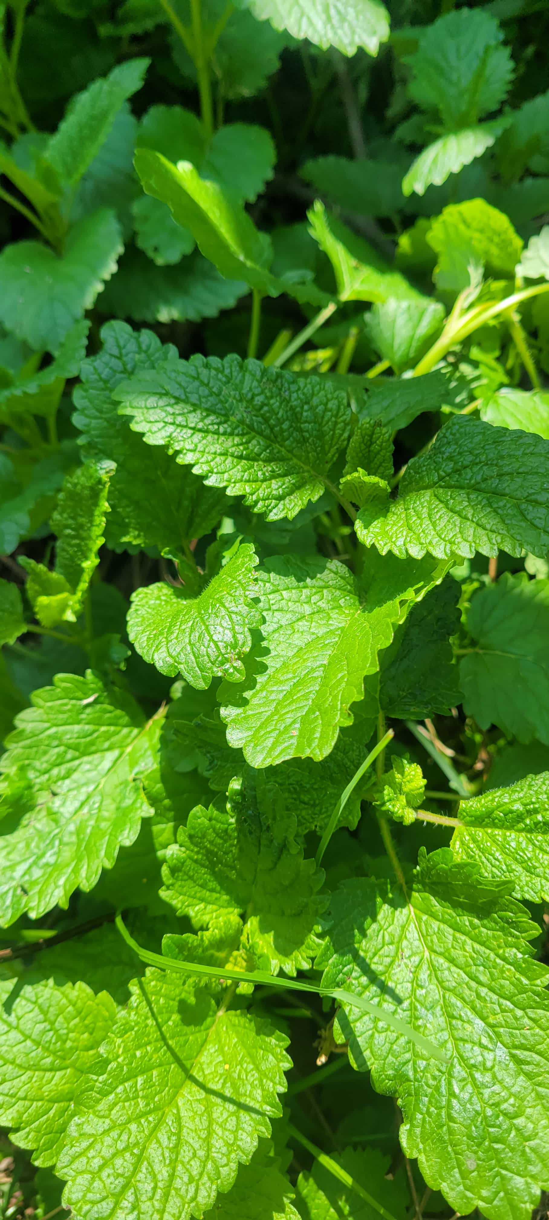 Lemon balm