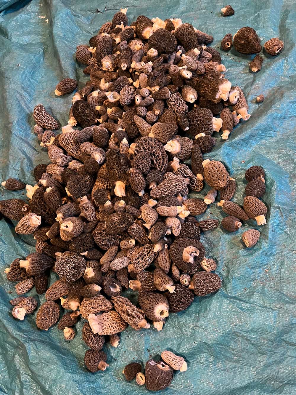 1 oz dried morel mushrooms Foraged
