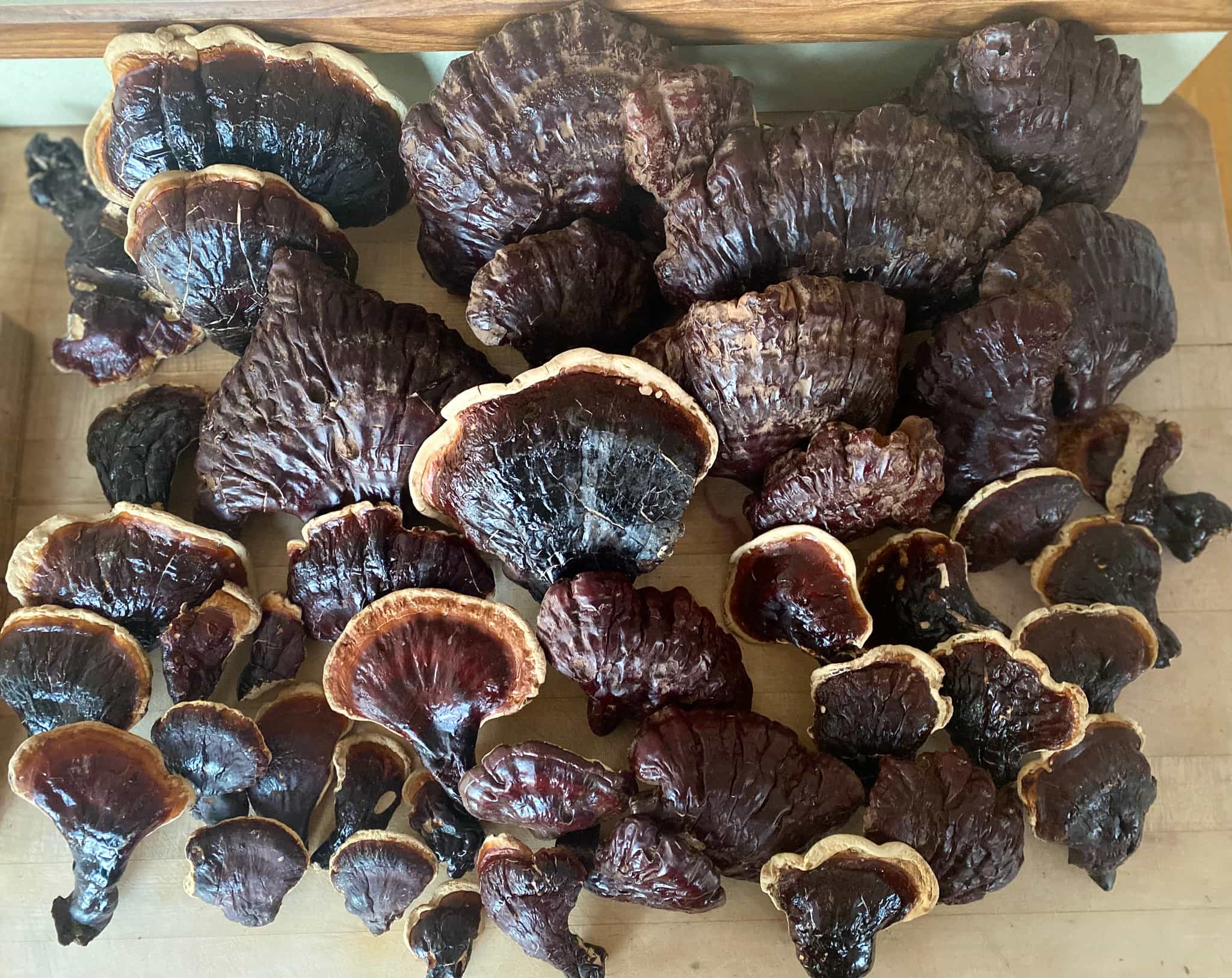 Wild Harvested Reishi (ganoderma tsugae)- Dried Whole Fruiting Bodies