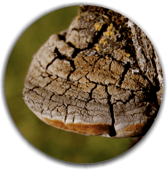 Black hoof mushroom ( Phellinus linteus)