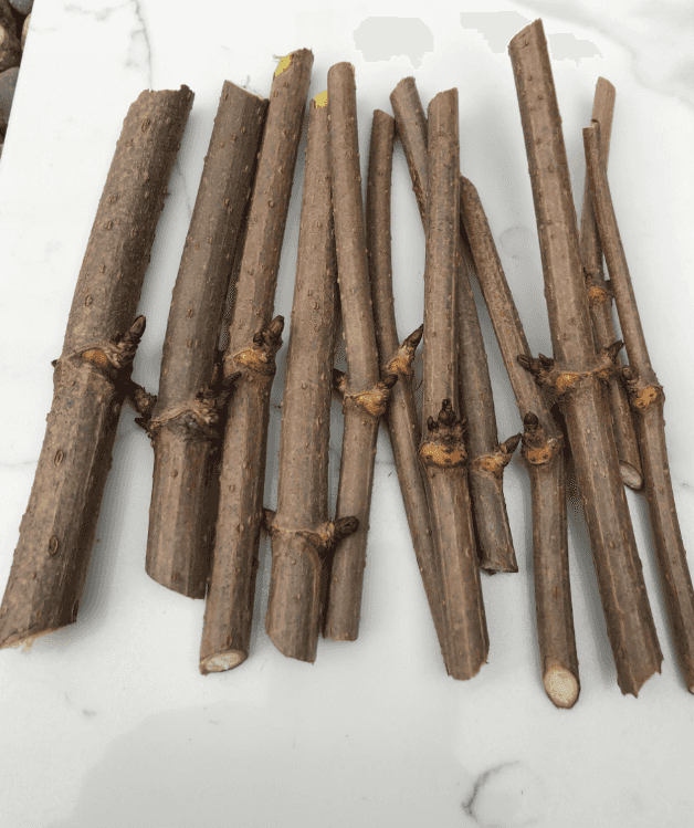 Elderberry Cuttings