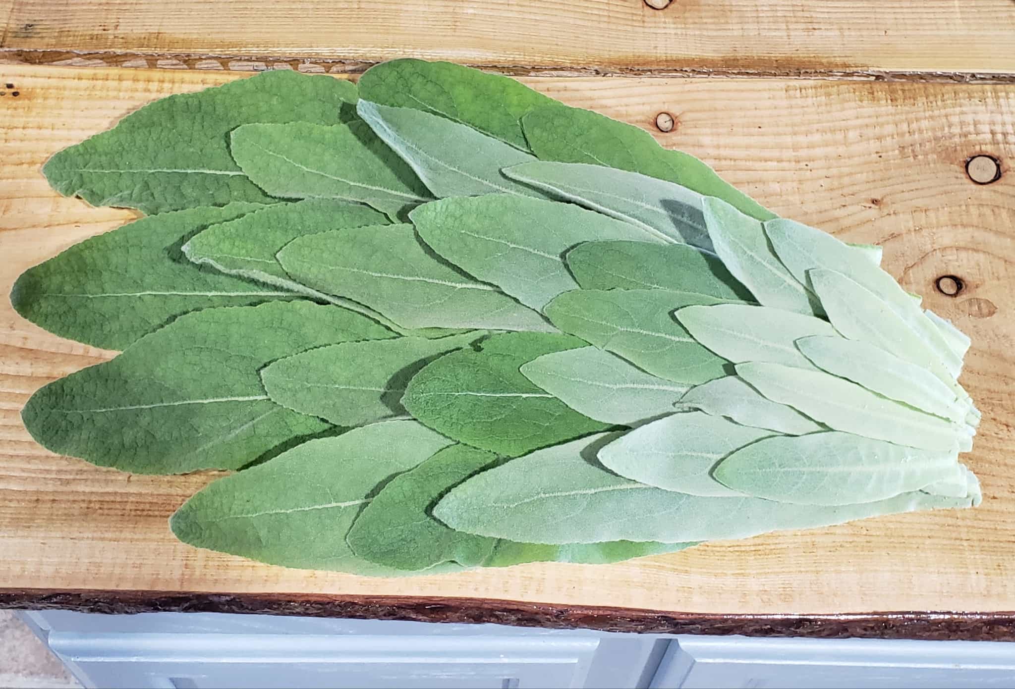 Dried Mullein Leaves - 50g Mullein Tea - FREE SHIPPING!