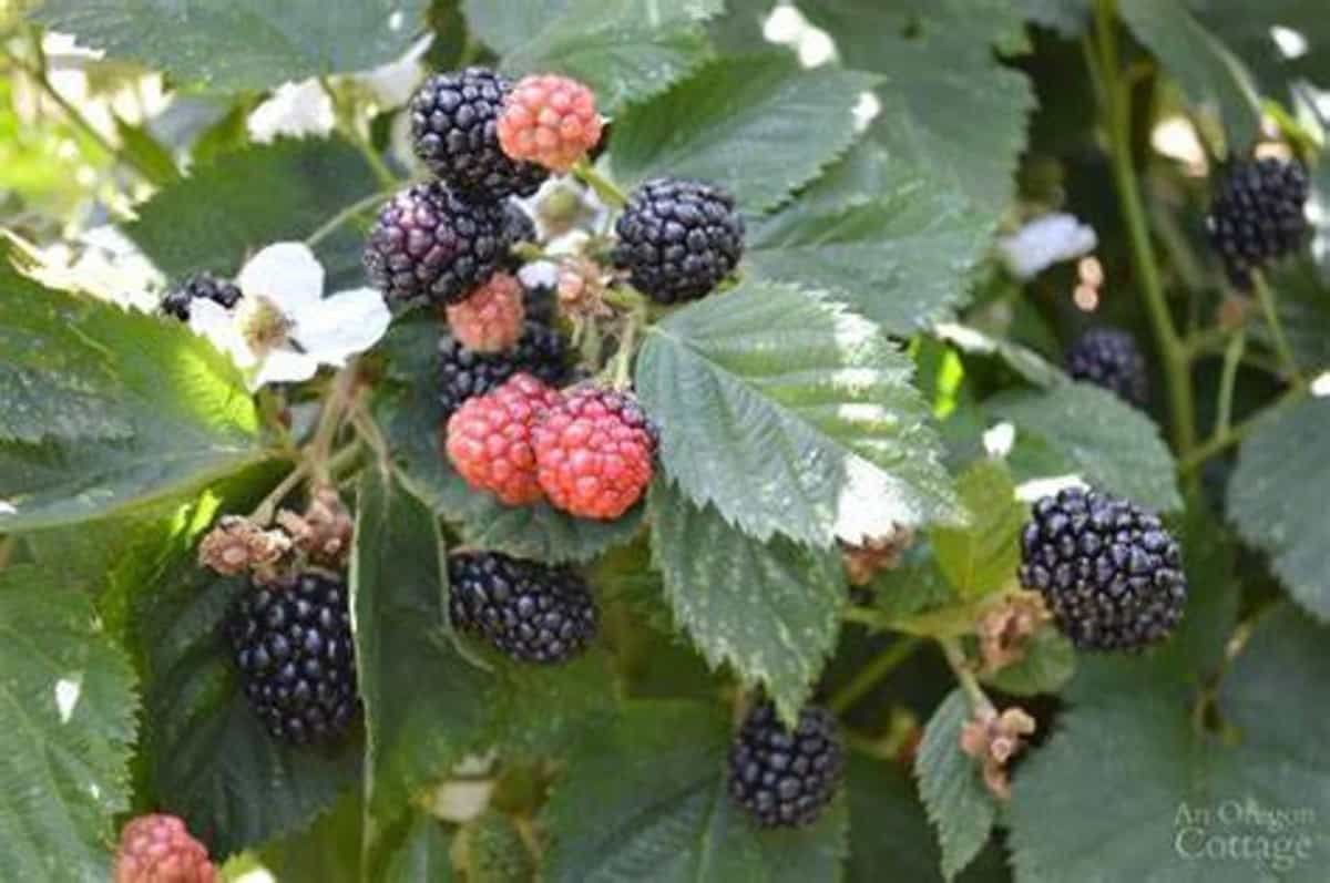 1 Triple Crown Thornless Blackberry Plant Foraged