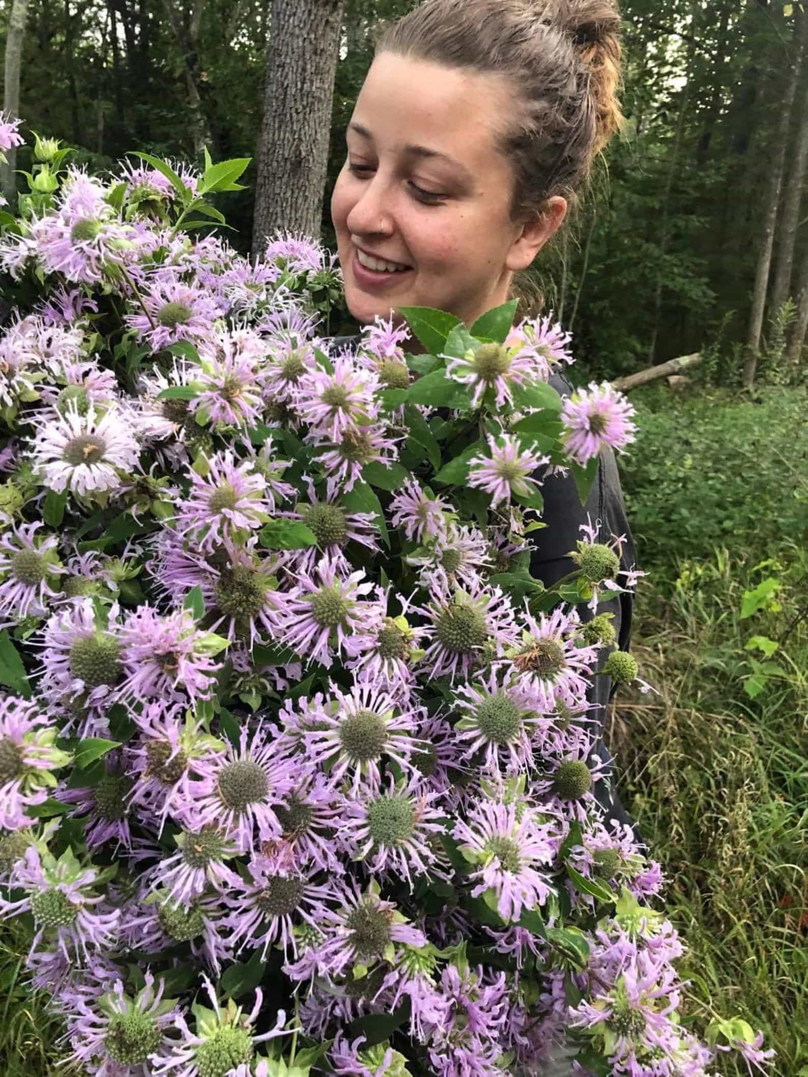 BEE BALM Native North Eastern Lavender Monarda Fistulosa Dry Flower tops Otsego Oswego Bergamot Patriots Tea