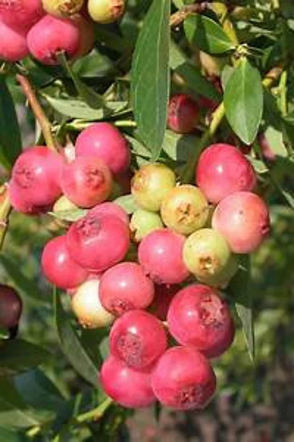 Lemonade Berry Rhus integrifolia Plant Foraged