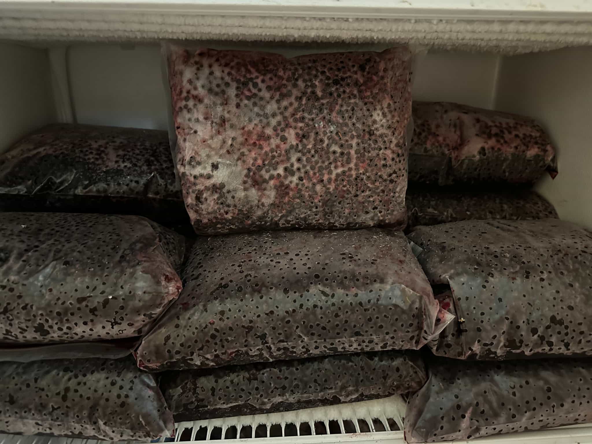 Frozen Wild Harvested Coastal Huckleberries (5 lbs)