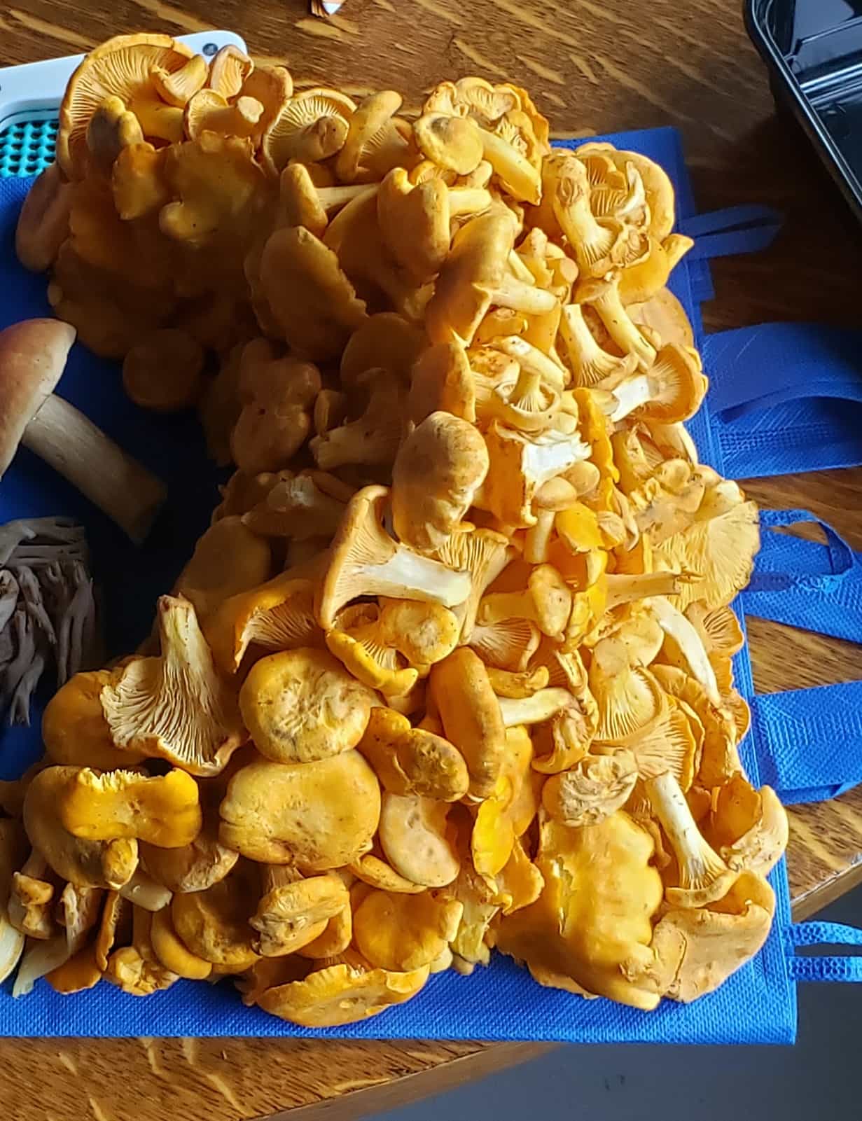1 lb Fresh Golden Chanterelles - FREE SHIPPING INCLUDED!