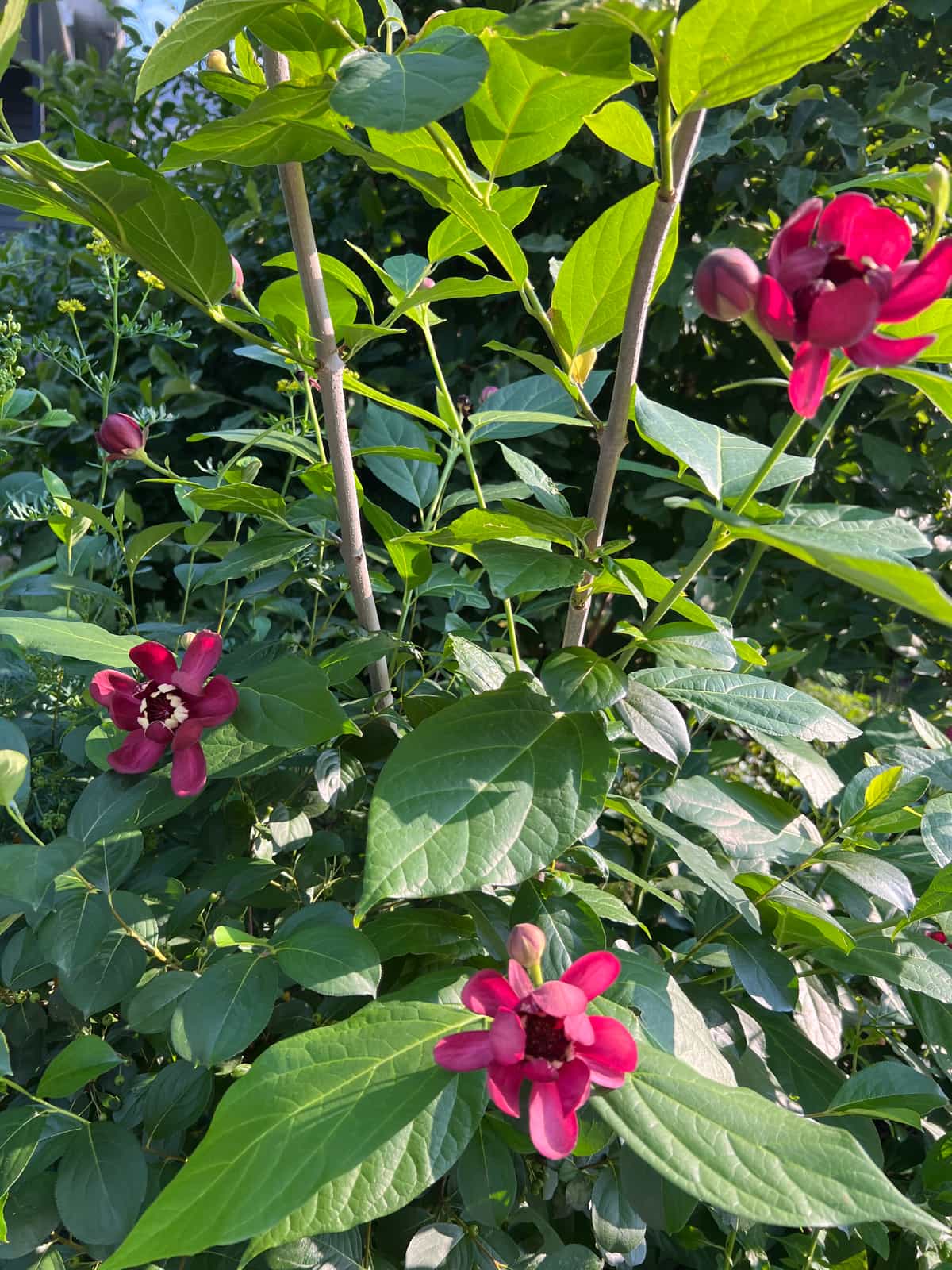 Carolina Allspice / Sweetshrub - FRESH - Buy Online | Foraged