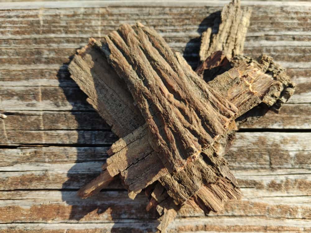 Shagbark Hickory Bark Foraged
