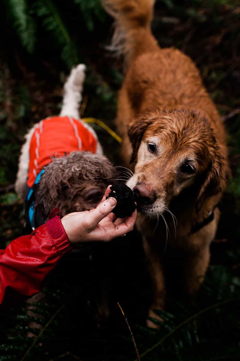Washington Black Truffles (Leucangium Carthusianum) Extra Class Foraged