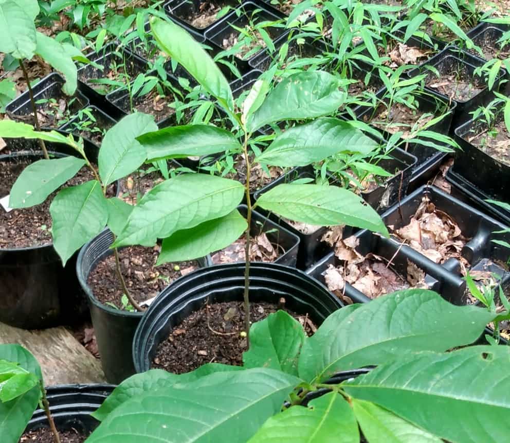 Pawpaw Trees Foraged