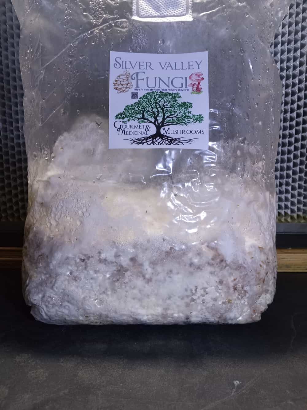 Maitake Mushroom Grain Spawn 3Lb, Mix of Oats and Wheat, Use As Spawn, Substrate Foraged