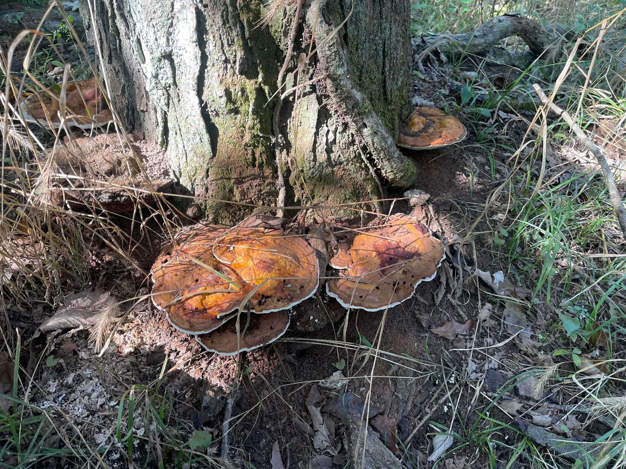 REISHI Tincture, “Just Tri-Me”, three species blend