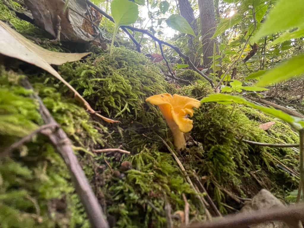 Frozen Chanterelle Mushrooms