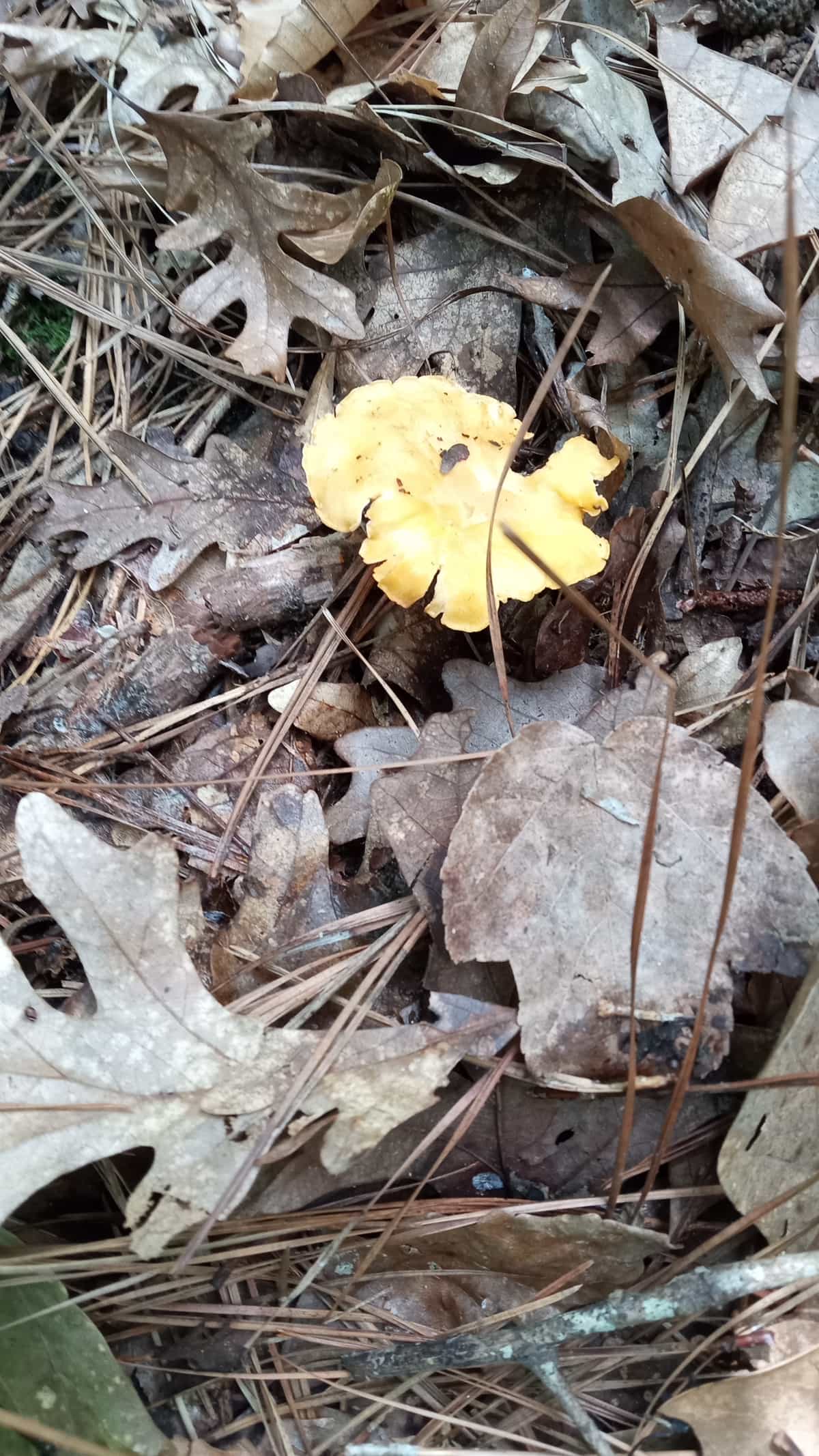 Golden Chanterelles Foraged