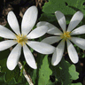 Bloodroot Seeds for planting Sanguinaria Canadensis Shade loving ...