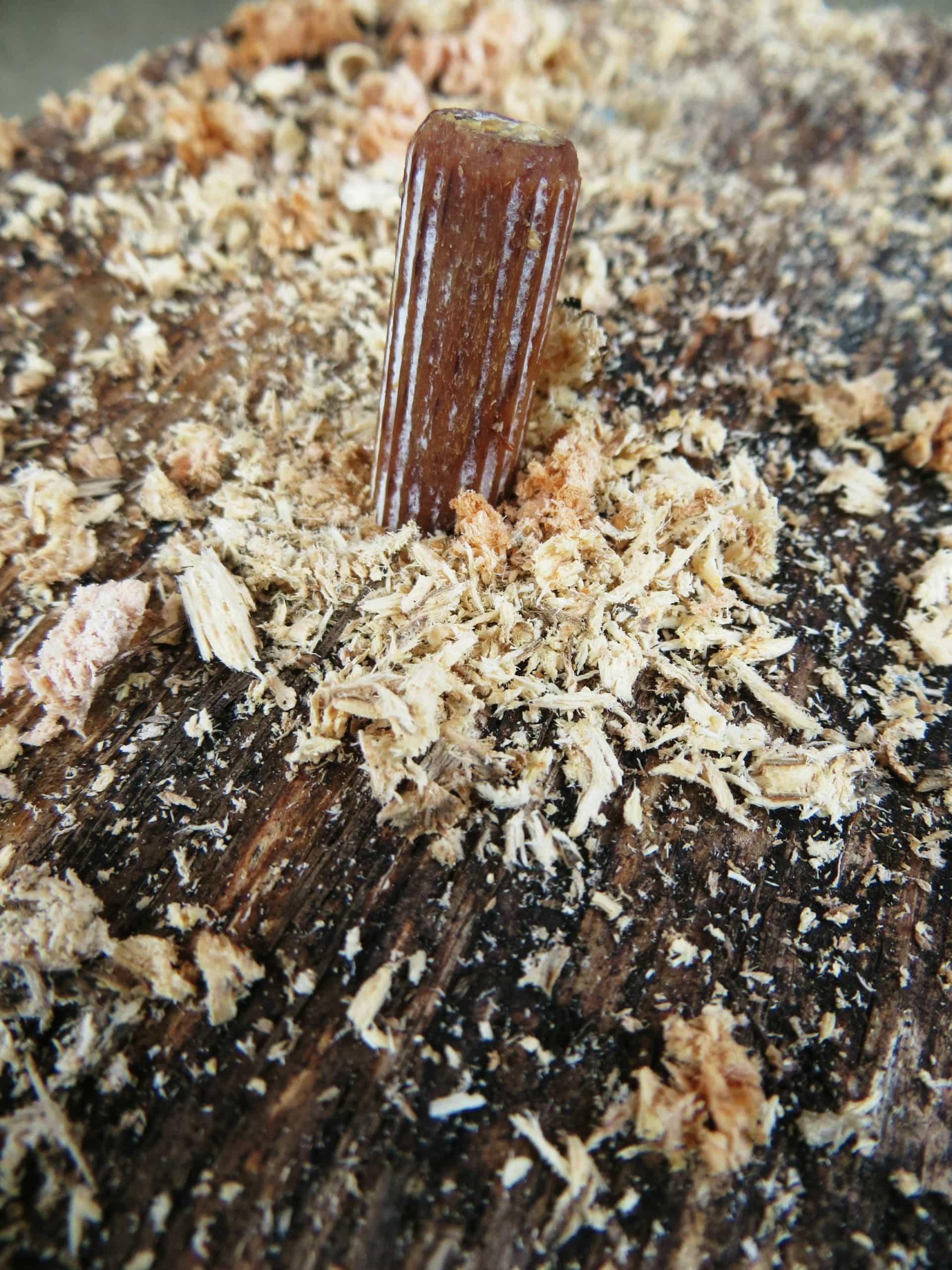 Lion's Mane Mushroom Plug Spawn Dowels x 100 - for Outdoor Log Cultivation
