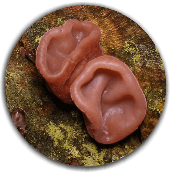 Jelly ear (Auricularia auricula-judae)