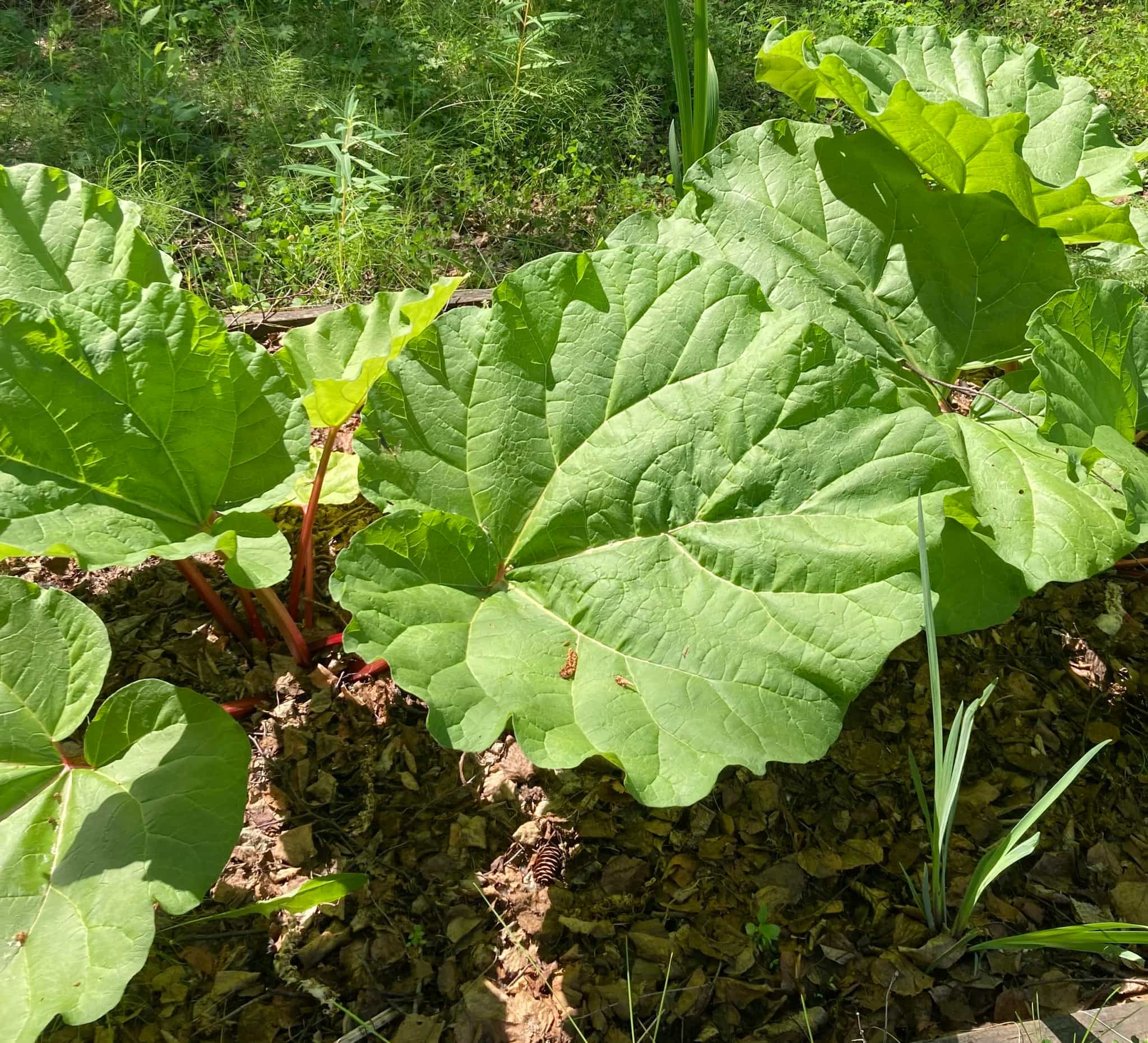Frozen Alaskan Grown Rhubarb