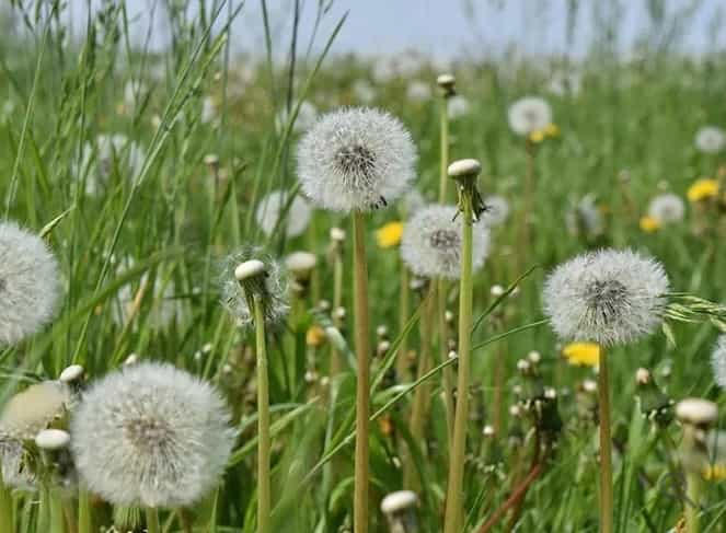 Alaskan Wild Dandelion Seeds