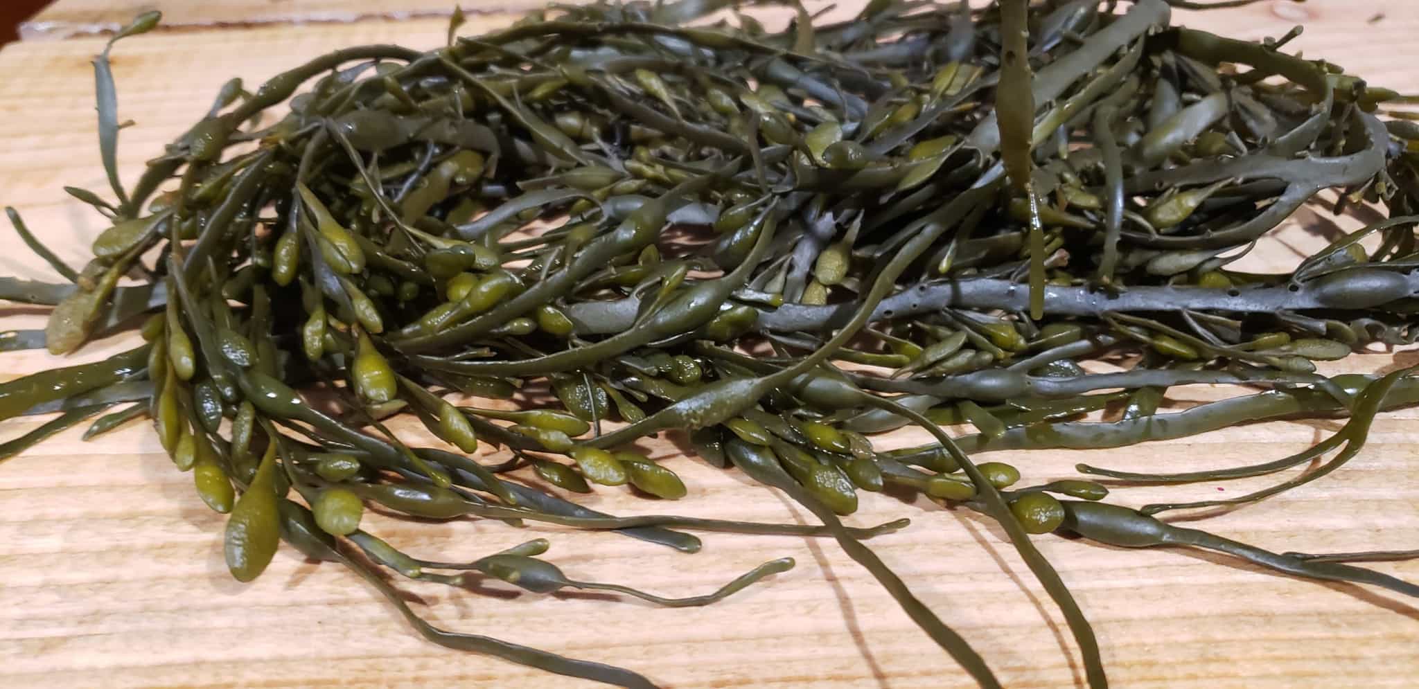 Dried Seaweed - Egg Wrack/Knotted Wrack - 1/2 Pound