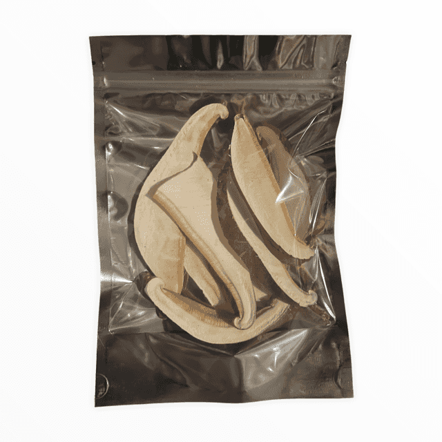 2023 Dried Birch Polypore (Fomitopsis betulina)