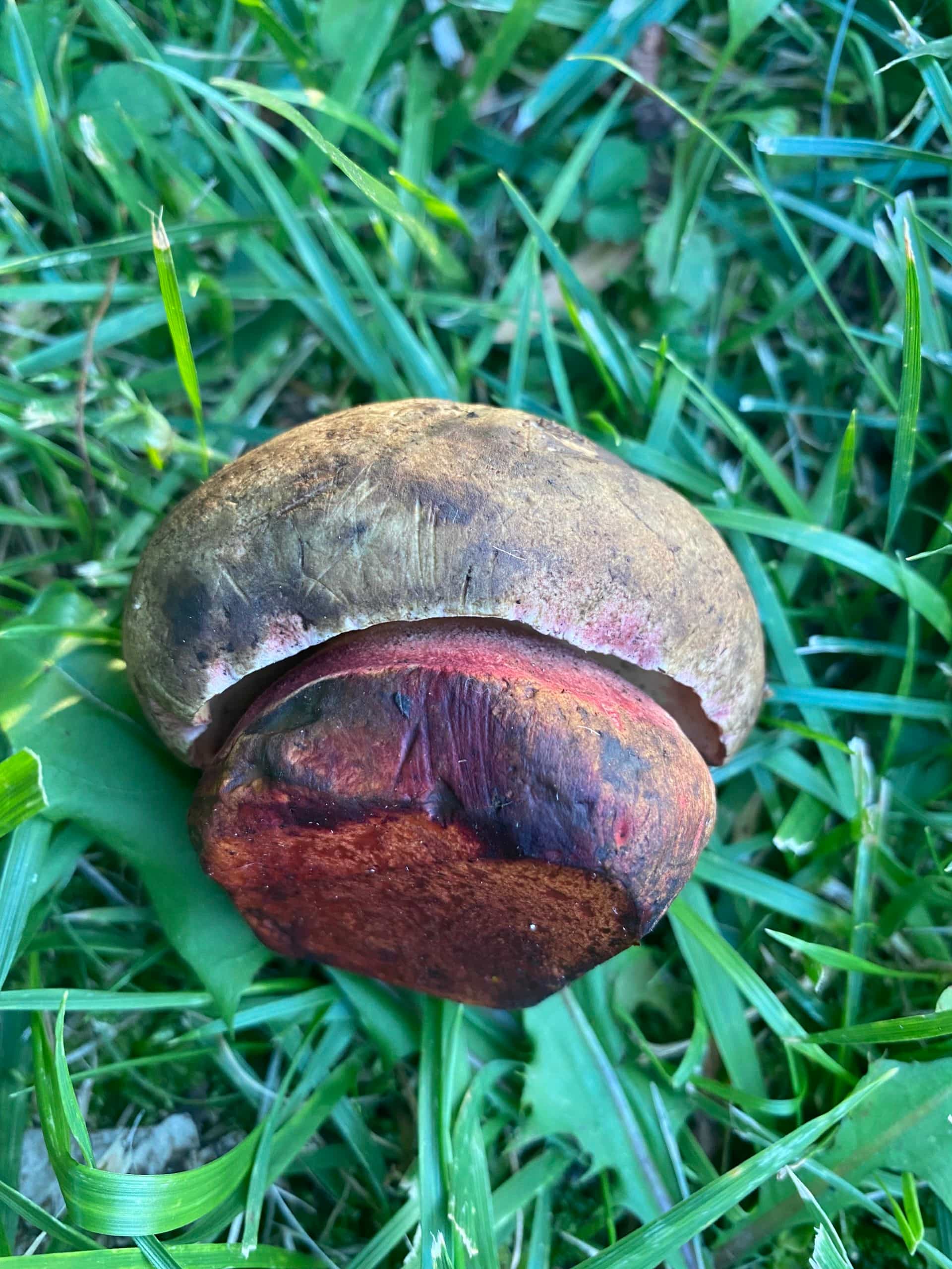 Fresh Butter Boletes, 1 lb.