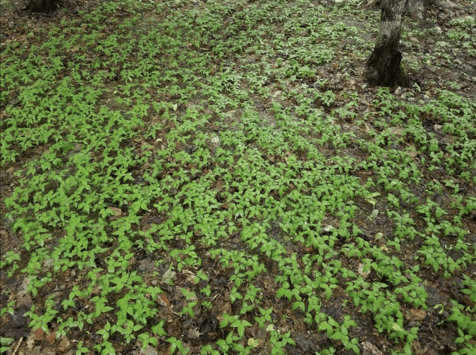 Ginseng Seed fall/spring seeding! Rewild the forests with American Ginseng Seeds of Sustainably harvested Eastern Panax