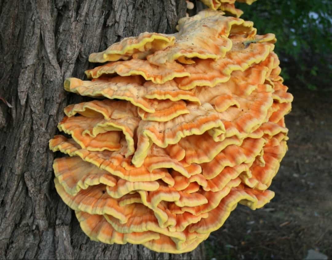 Chicken of the woods