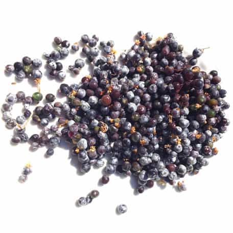 Frozen Elderberries