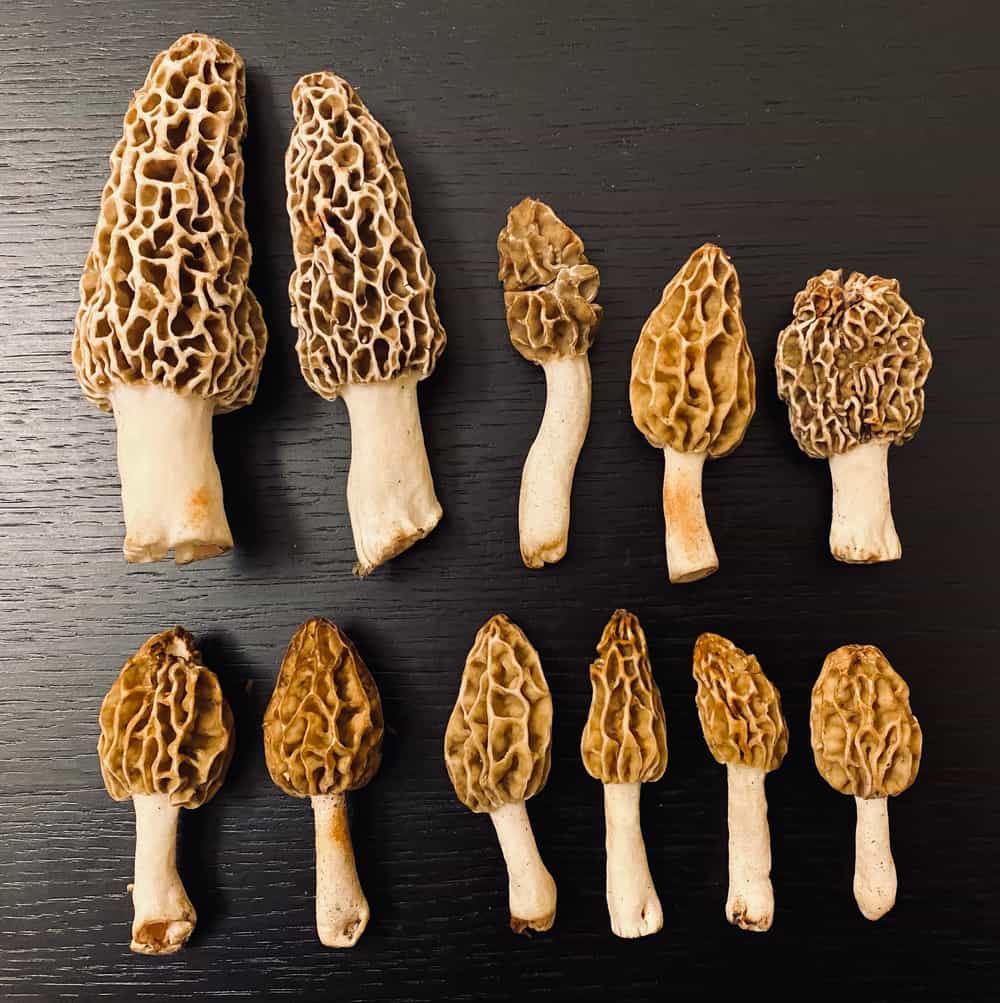 Fresh Morel Mushrooms (price per pound, may vary per market rate) Foraged