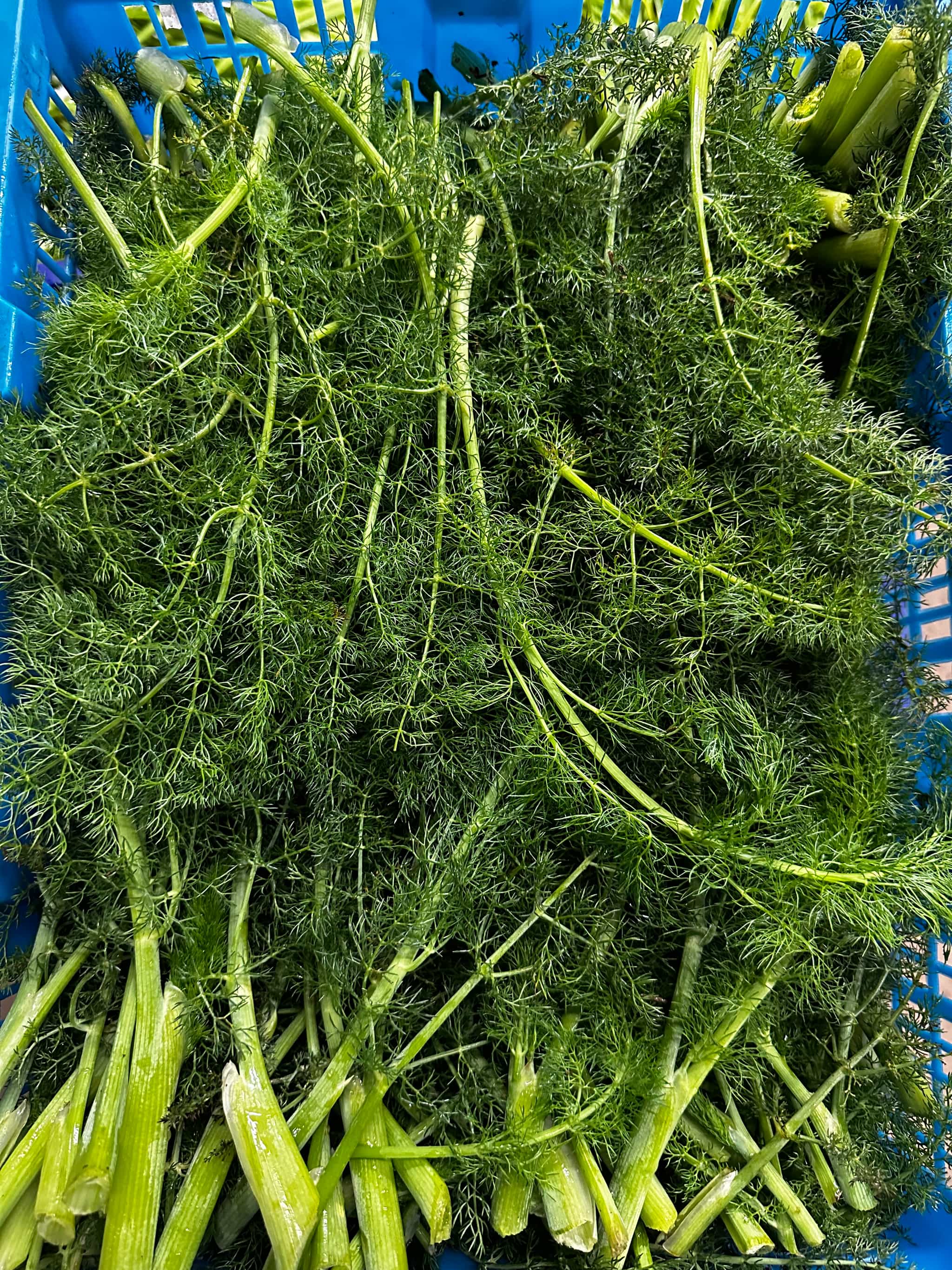 Fresh Oregon Wild Harvested Fennel (1 lb)