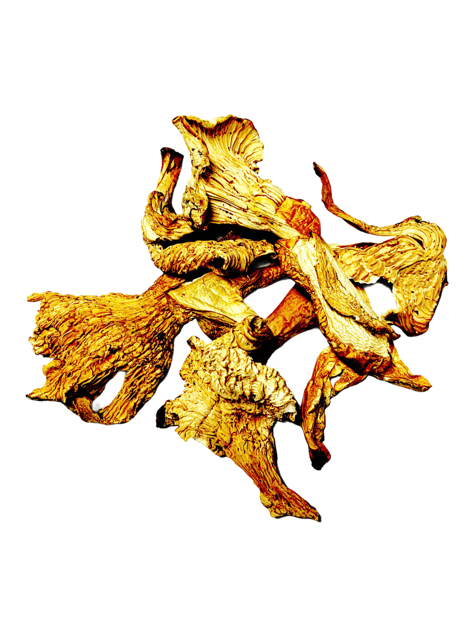 Dried Chanterelle Mushrooms