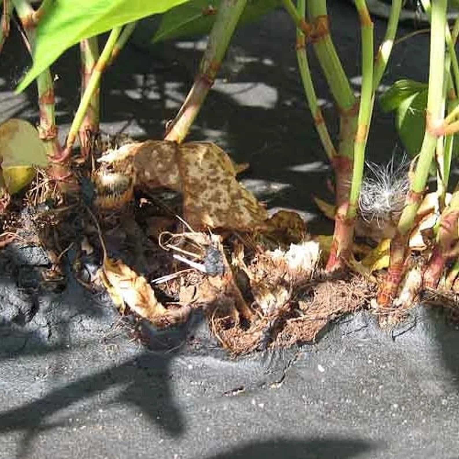 Japanese Knotweed shredded Root Tea (Hu Zhang) Wild Harvested Polygonum Cuspidatum
