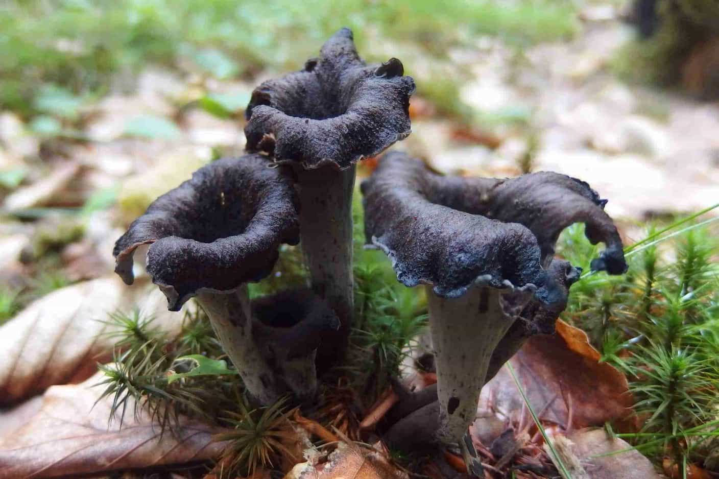 Dried Black Trumpets (Black Chanterelle Mushrooms) Foraged