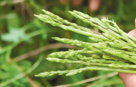 6-Pack of Asparagus Live Plant Plugs